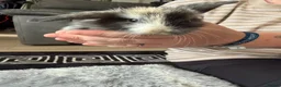 Dwarf Lop rabbits for sale: Baby kits for sale.  - Advert 14