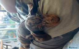 Miniature Dachshund dogs for sale: Chocolate Daple Miniature Boys  - Image 6