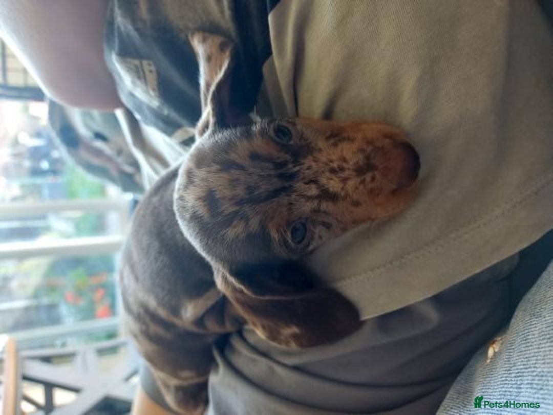 Miniature Dachshund dogs for sale: Chocolate Daple Miniature Boys  - Image 6