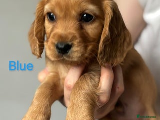 Cocker Spaniel dogs Cocker spaniel puppies one boy left! - Advert 11
