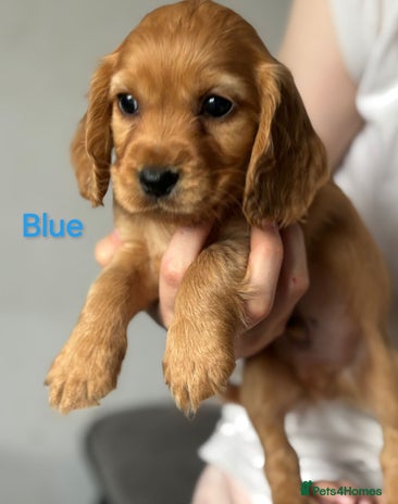 Cocker Spaniel dogs Cocker spaniel puppies one boy left! - Advert 15