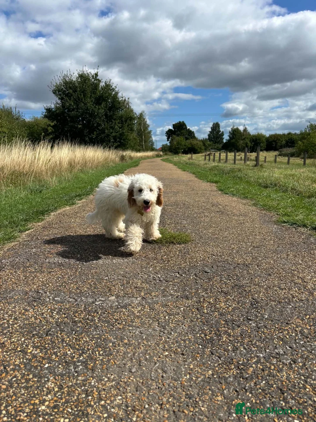Cockapoo dogs for sale: Cockapoo puppy for sale lemon and white - Advert 1
