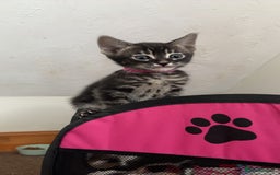 Bengal cats for sale: BENGAL❌KITTENS - Image 28