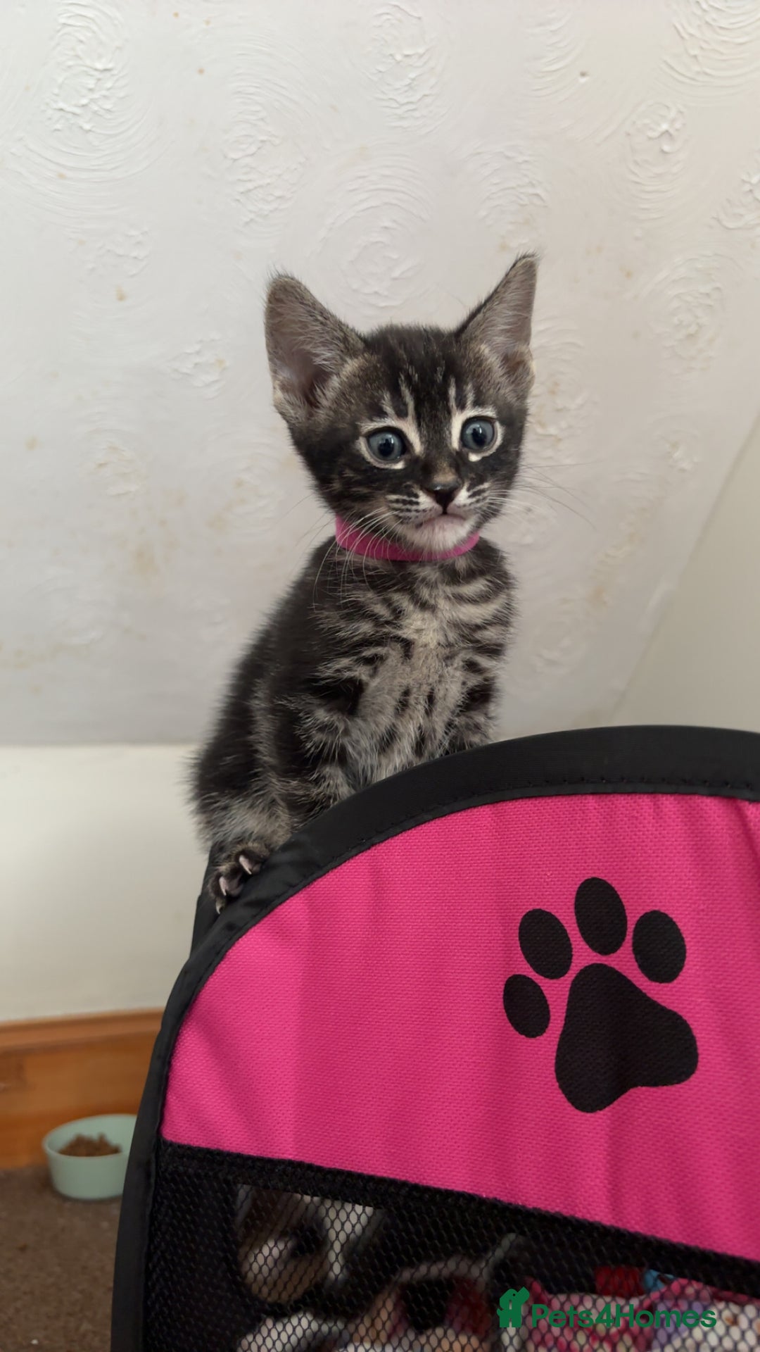 Bengal cats for sale: BENGAL❌KITTENS - Image 28
