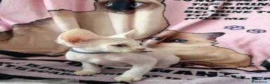 Devon Rex 2