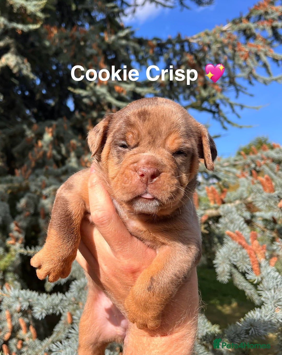 Olde English Bulldogge dogs for sale: RAINBOW OLD ENGLISH LITTER !!! - Image 3