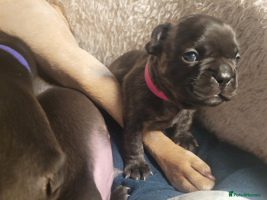 French Bulldog dogs for sale: 2 Girls and 4 Boys - Image 29