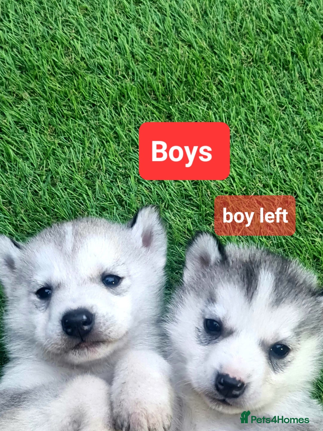 Siberian Husky dogs for sale: 6 siberian husky  - Advert 19