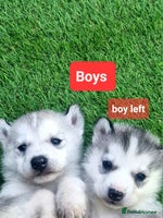 Siberian Husky dogs 4 boys siberian husky - Advert 5
