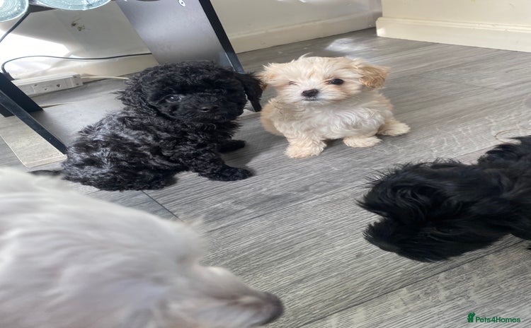 Maltipoo dogs - Advert 11