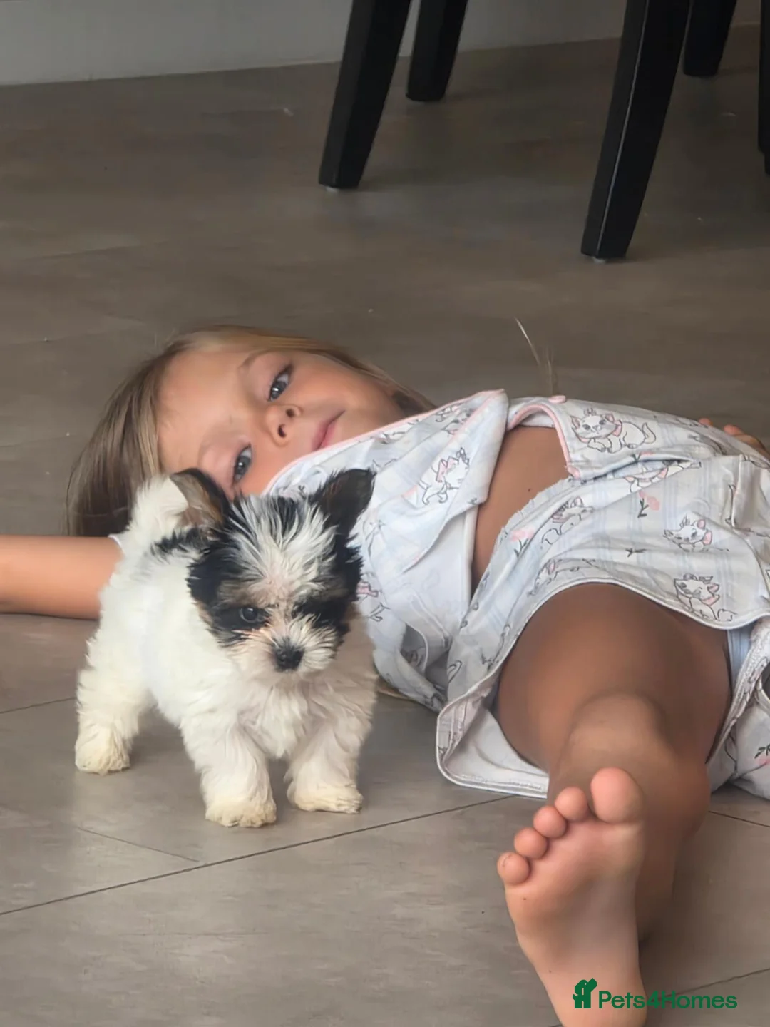 Biewer Terrier dogs for sale: Miniature Biewer terrier 10 weeks old  in Virginia Water - Advert 2