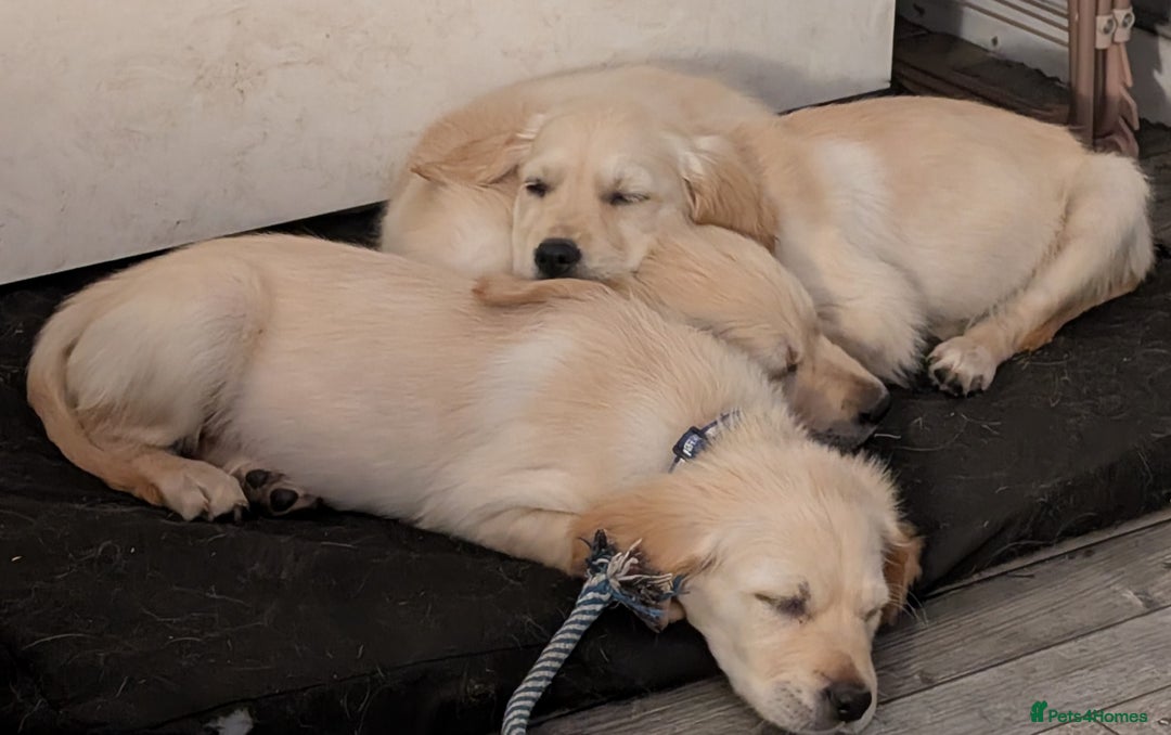 Golden Retriever dogs for sale: Fully vaccinated KC registered golden retriever  - Image 14
