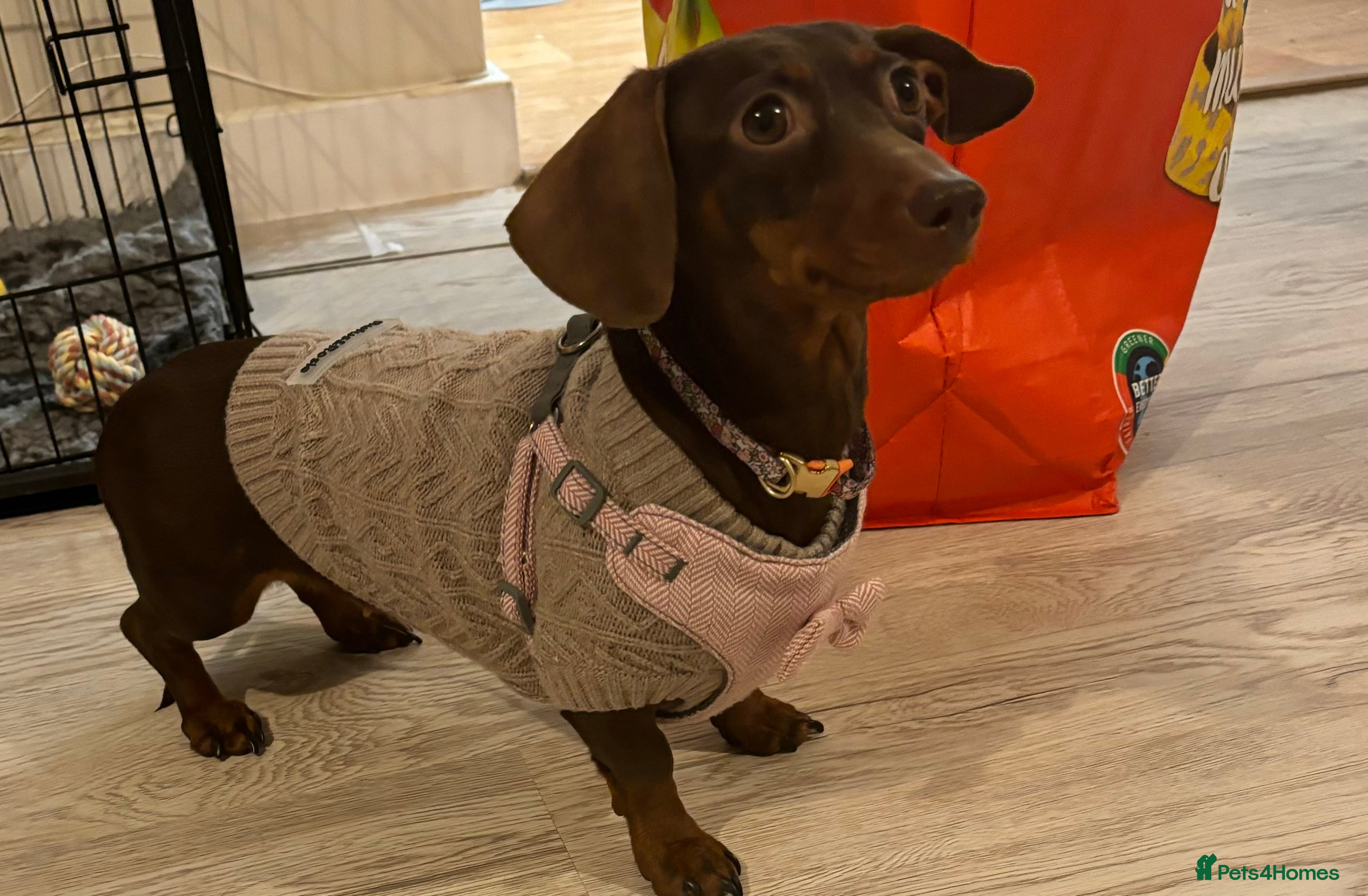 Miniature Dachshund dogs Miniature Dachshund  - Advert 6