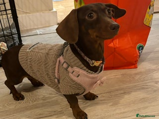 Miniature Dachshund dogs Miniature Dachshund - Advert 7