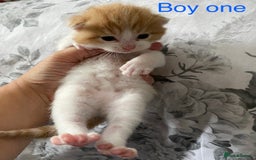 British Shorthair cats for sale: Rare red girls and red boys very docile  - Image 2
