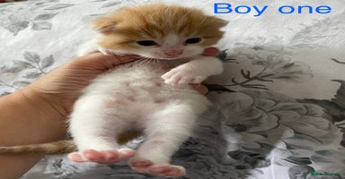 British Shorthair cats - Advert 3