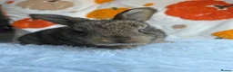 Continental Giant rabbits for sale: Continental giants  - Advert 5