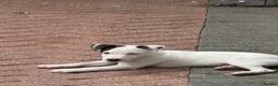 Jack Russell dogs for sale: Gorgeous Jack Russell pup - Advert 4