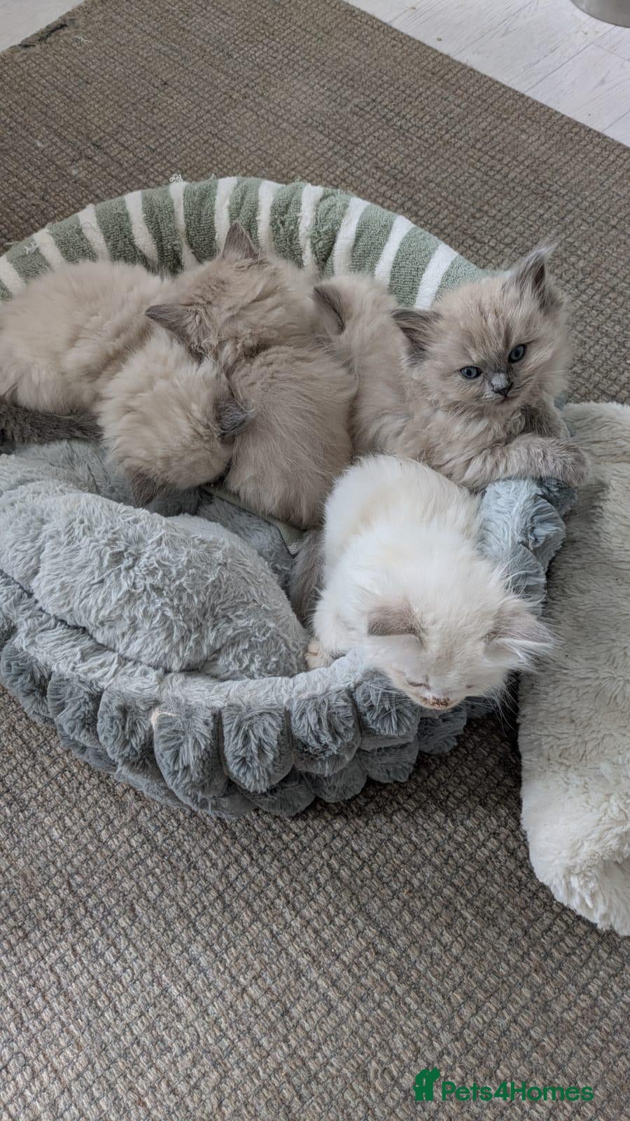 Ragdoll cats Traditional & Cherubim Ragdoll Kittens -  TICA - Advert 2