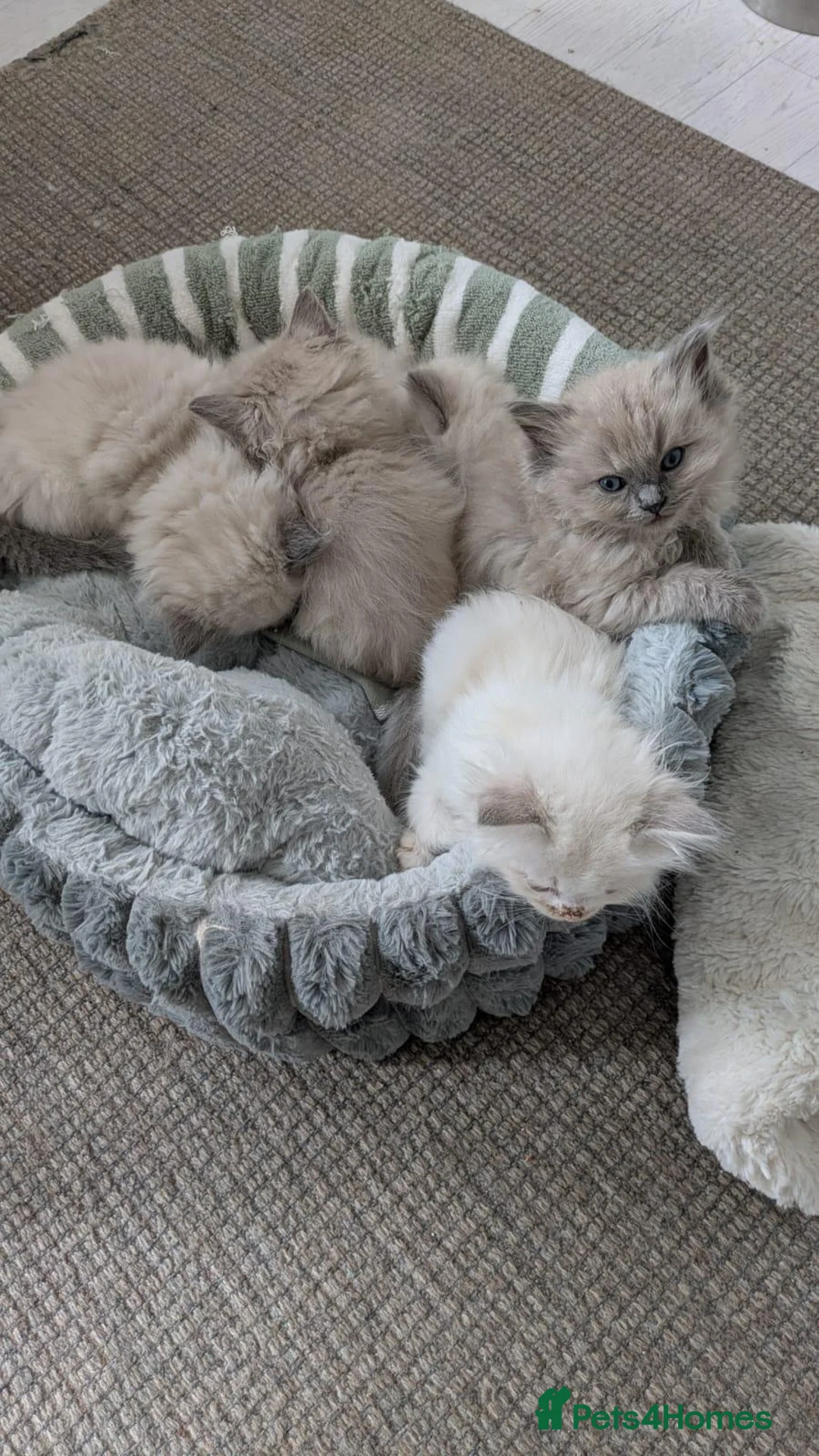 Ragdoll cats for sale: Traditional & Cherubim Ragdoll Kittens -  TICA - Advert 2