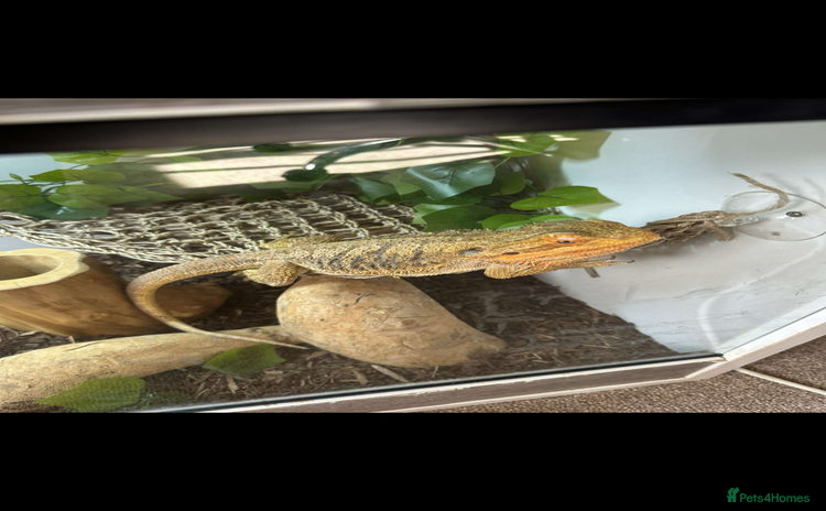 Bearded Dragon reptiles - Advert 1