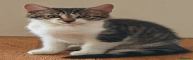 Tabby and white