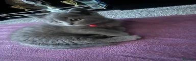 British Shorthair 1