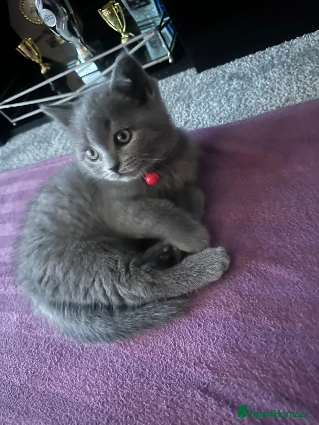 British Shorthair cats for sale: British shorthair male in Glasgow - Advert 2