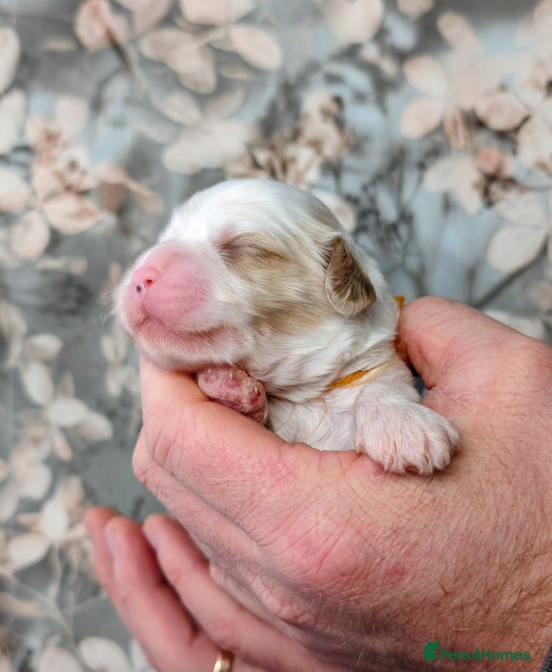 Toy Poodle dogs for sale: 🖤CAVAPOO BABIES🖤TESTED PARENTS! - Advert 23