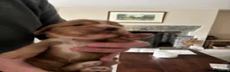 Cocker Spaniel dogs for sale: KC Working Cocker Spaniels - Advert 10
