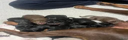 Dobermann dogs for sale: Beautiful Full Doberman Puppies–Ready from 8 Weeks in Horsham - Advert 1