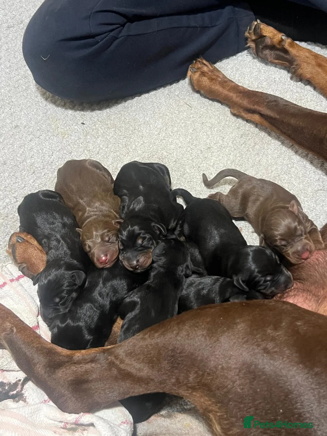 Dobermann dogs for sale: Beautiful Full Doberman Puppies–Ready from 8 Weeks in Horsham - Advert 1