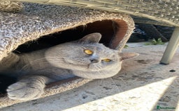 British Shorthair cats for stud: 💙 BLUE STUD EAST MIDLANDS 💙 in Derby - Image 4