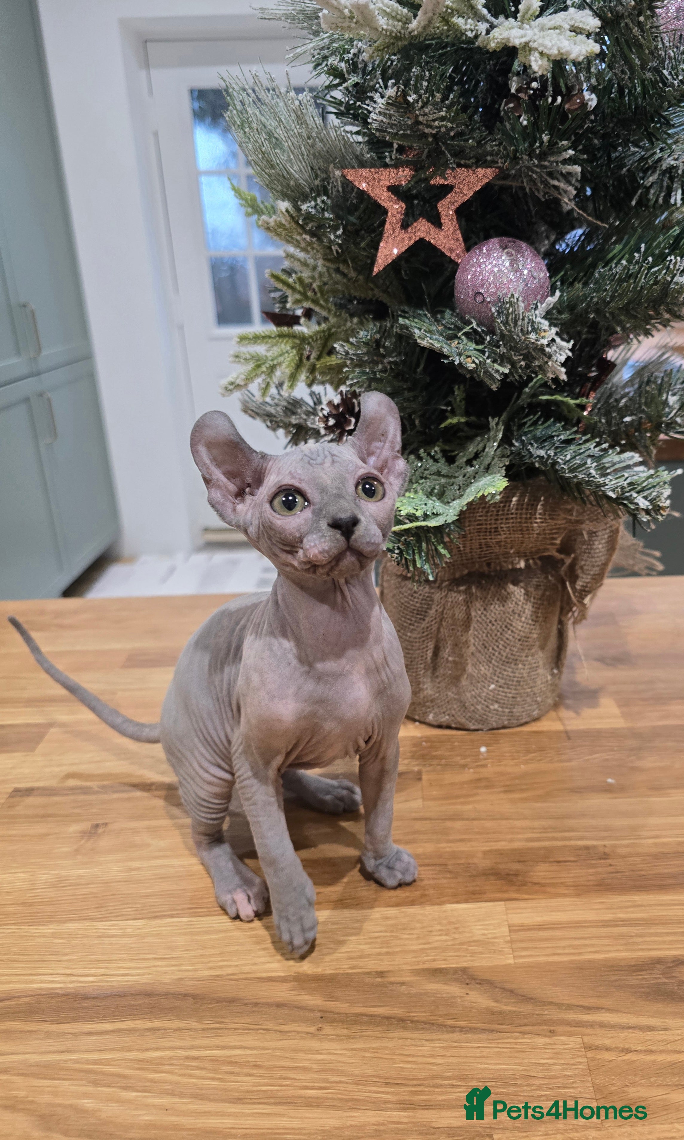 Sphynx cats 🌟 Stunning Sphynx & Elf Kittens  - Advert 10