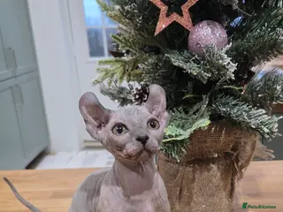 Sphynx cats 🌟 Stunning Sphynx & Elf Kittens - Advert 10