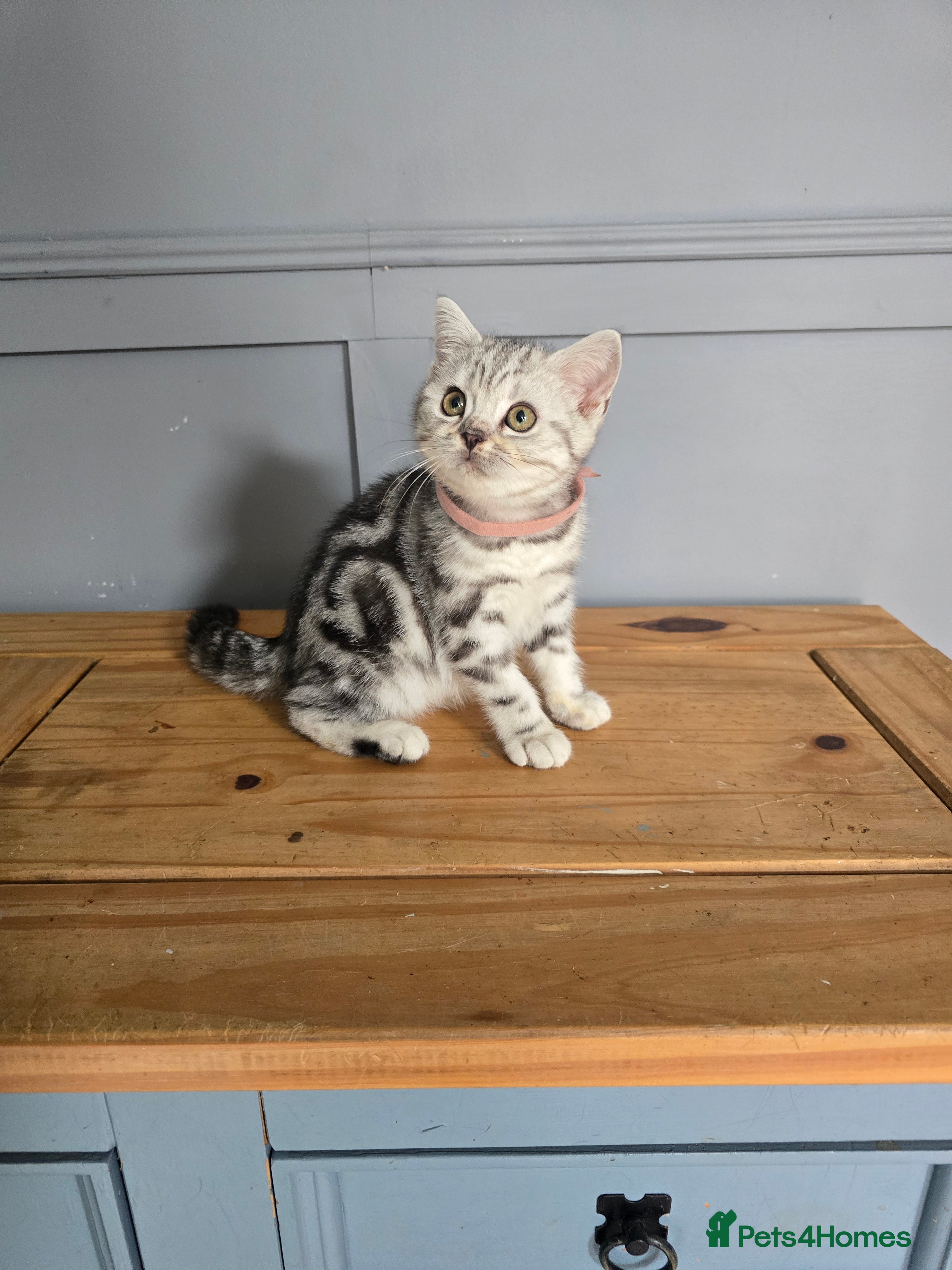 British Shorthair cats Bsh silver tabby 🩷  - Advert 1