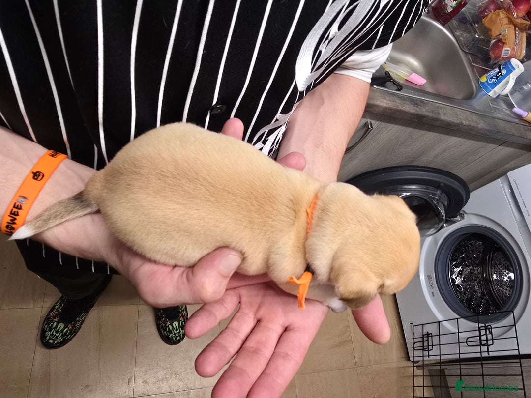 Chihuahua dogs for sale: Chihuahua pedigree pups. Not KC. - Image 39