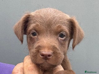 Patterdale Terrier dogs - Advert 8