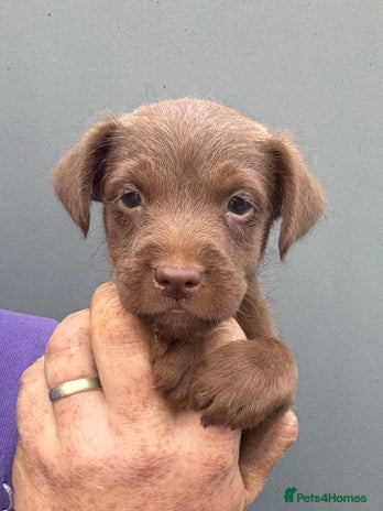 Patterdale Terrier dogs - Advert 10