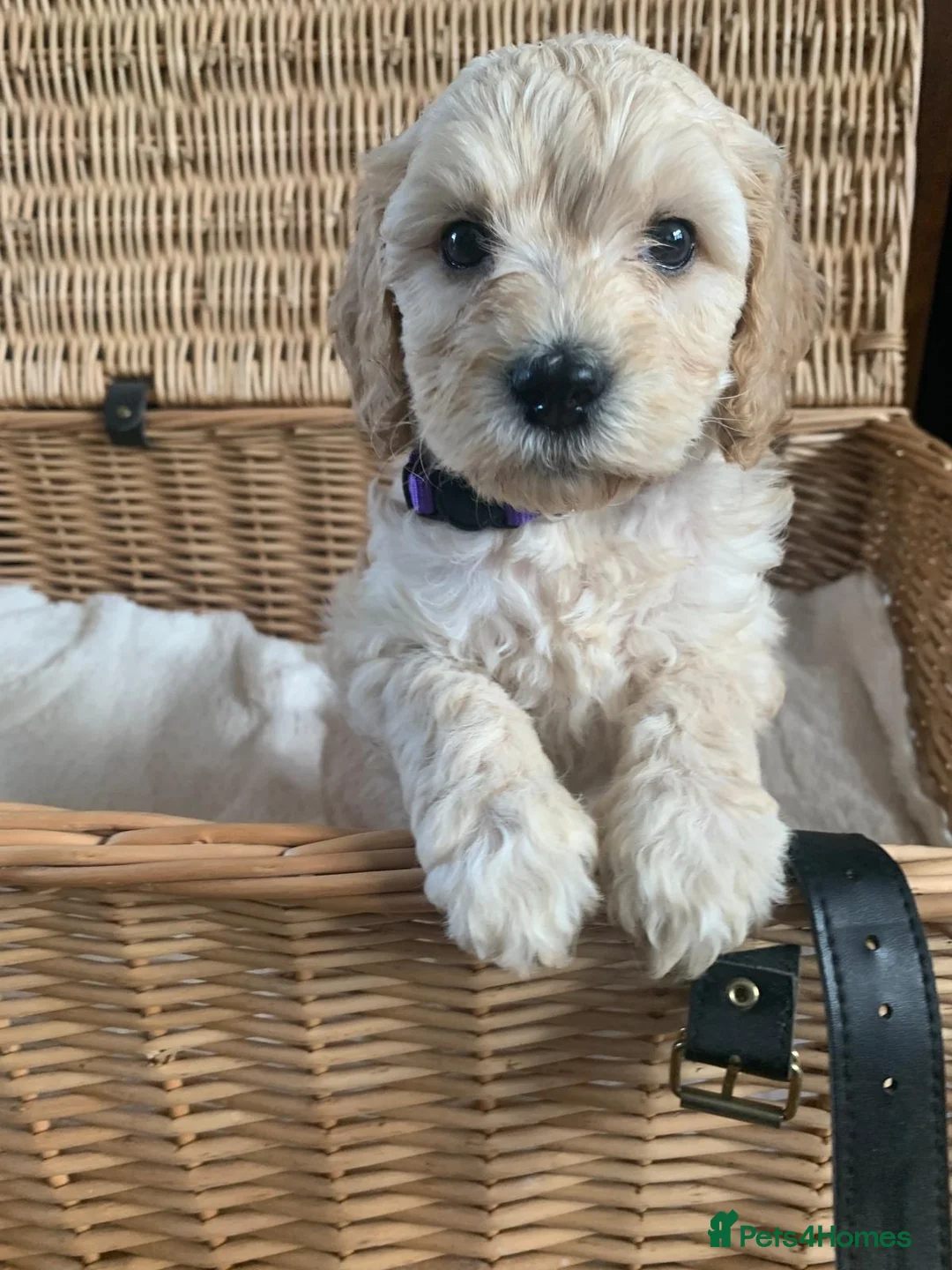Labradoodle dogs for sale: Stunning Apricot & Cream Labradoodle Puppies 🐶 - Advert 23