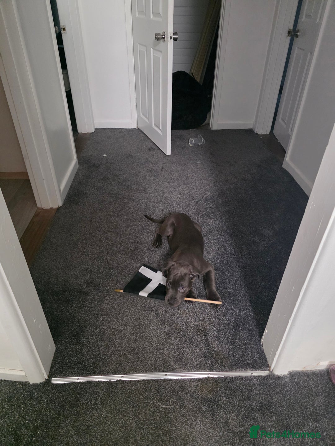 Cane Corso dogs for sale: Blue Cane Corso Puppy (female) - Advert 6