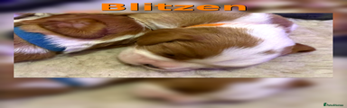 Blitzen