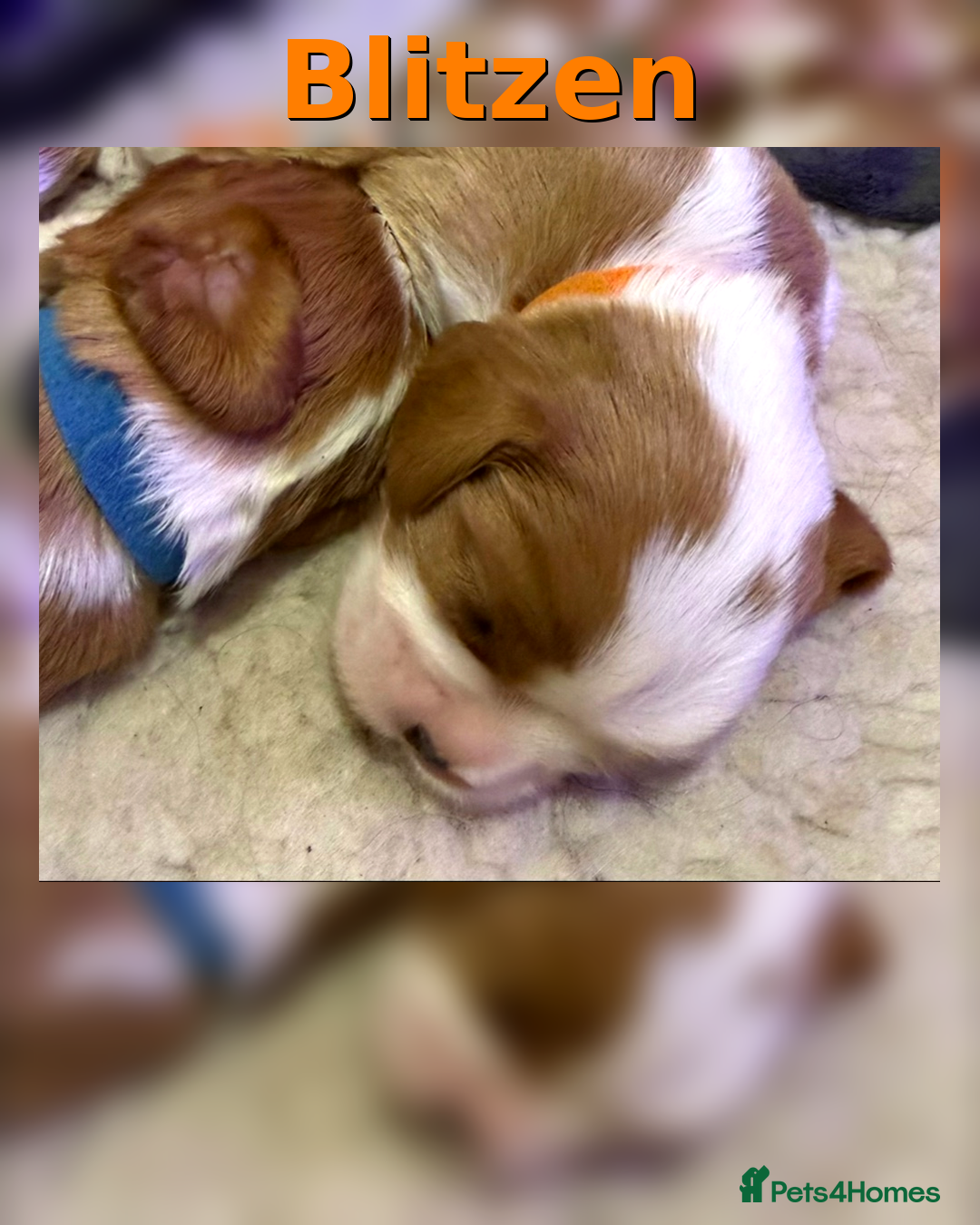 Cavalier King Charles Spaniel dogs for sale: King Charles Cavalier Puppies 5⭐️Breeder Blenheim - Advert 13