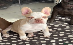 French Bulldog dogs for sale: Hikema X Cheeko (French bulldogs) - Image 38