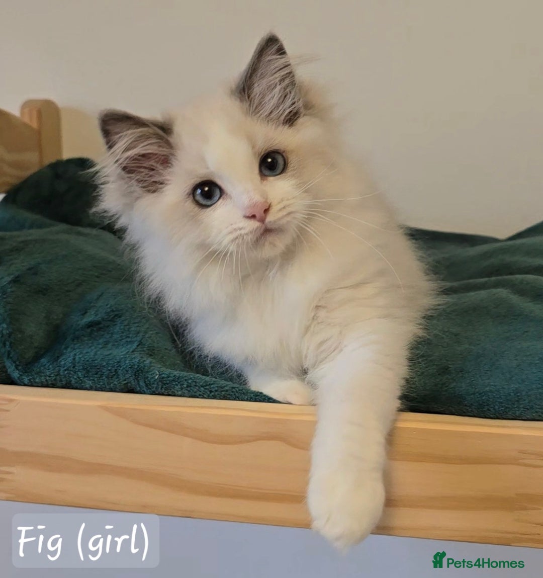 Ragdoll cats for sale: International award winning cattery - 6 kittens - Image 16