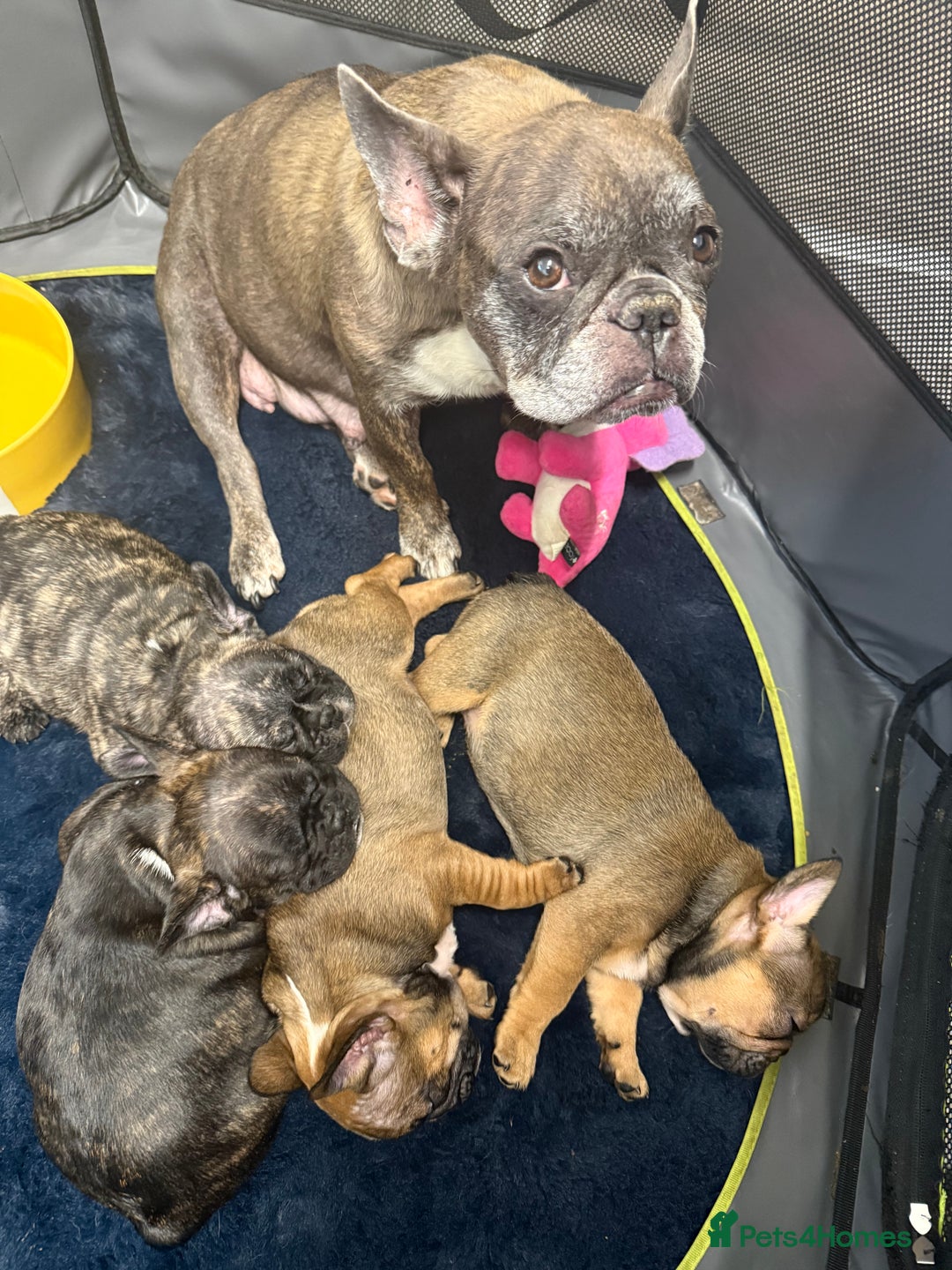 French Bulldog dogs for sale: Stunning French bulldog puppies - Advert 12