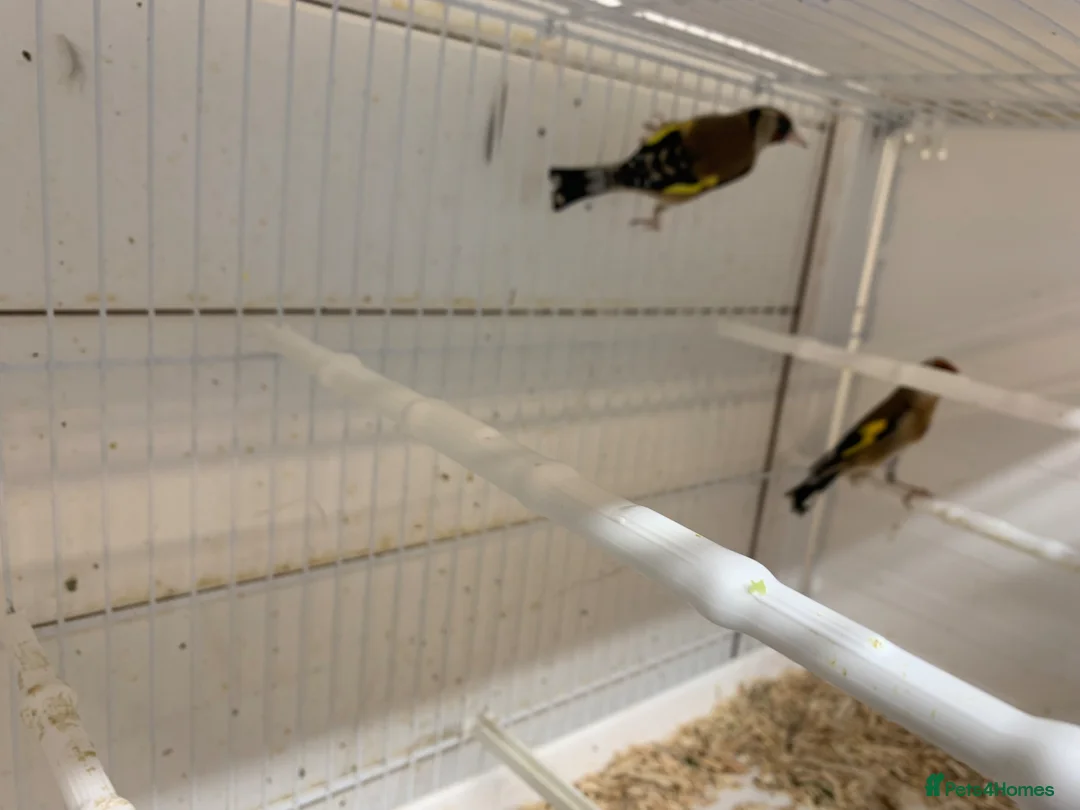 Finches birds for sale: Chafinch  - Advert 7