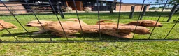 Labradoodle dogs for sale: 🐾 Beautiful Red Labradoodle Puppies – 5 Boys  🐾 - Advert 12