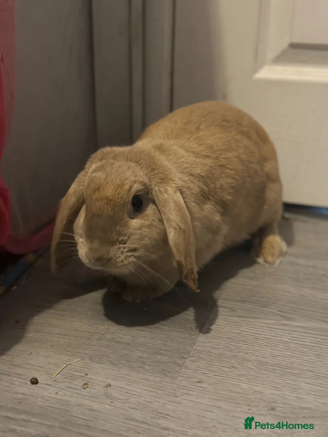 Mixed Breed rabbits for sale: Lola and Maple please read description  - Advert 4