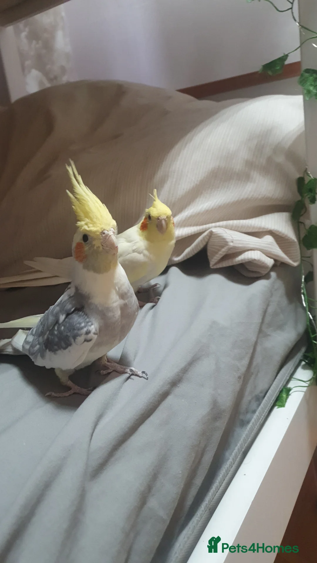 Cockatiels birds for sale: TAMED PAIR COCKATIELS (includes everything) - Advert 1